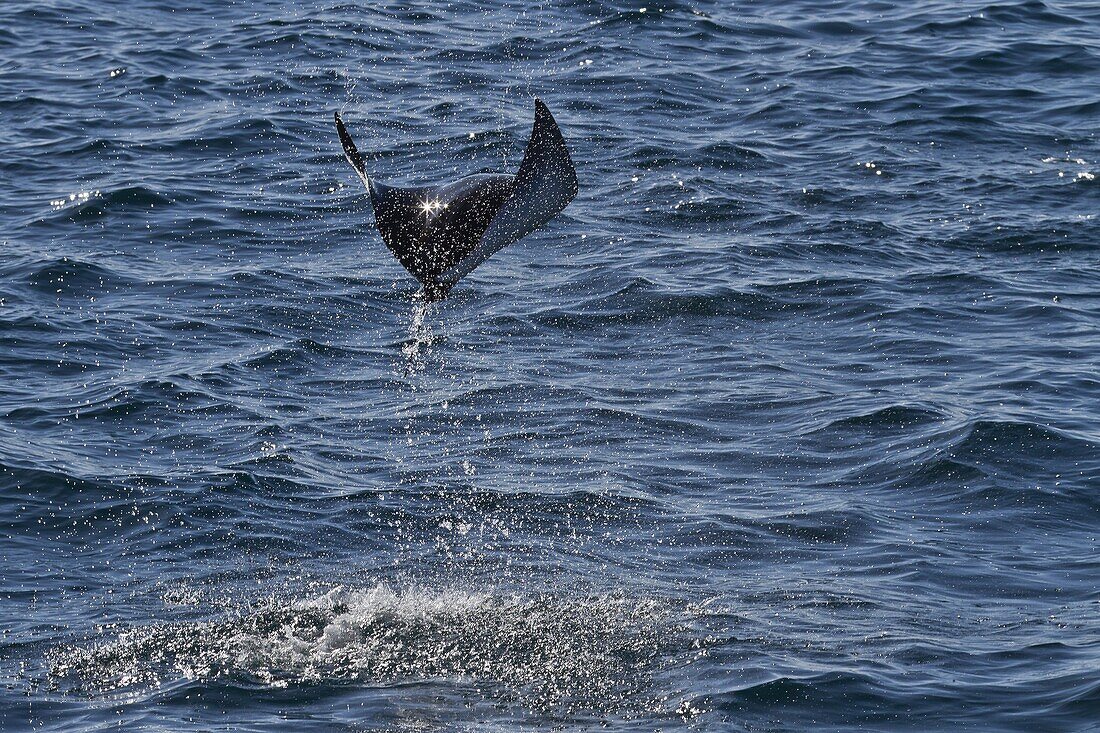 Adult spinetail mobula (Mobula japanica) leaping, Isla Espiritu Santo, Gulf of California (Sea of Cortez), Baja California Sur, Mexico, North America