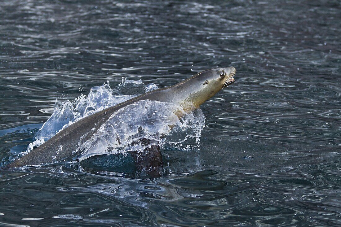 California sea lion (Zalophus californianus) porpoising, Los Islotes, Baja California Sur, Gulf of California (Sea of Cortez), Mexico, North America