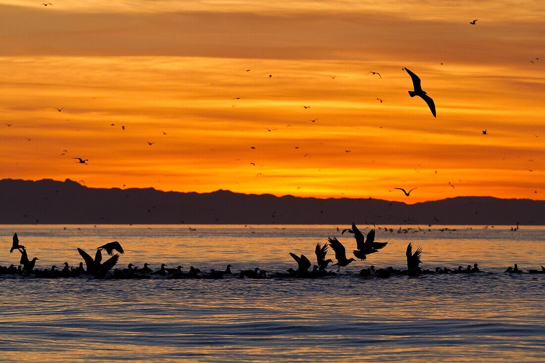 Sunrise, Isla Rasa, Gulf of California (Sea of Cortez), Baja California, Mexico, North America