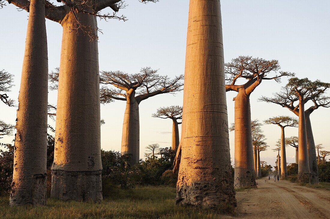 The Alley of the Baobabs (Avenue de Baobabs), a prominent group of baobab trees lining the dirt road between Morondava and Belon'i Tsiribihina, Madagascar, Africa