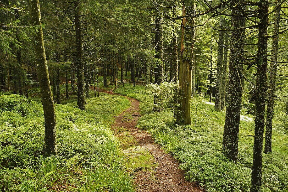 Walking trail, Hochkopf, near Schonau, Black Forest, Baden-Wurttemberg, Germany, Europe