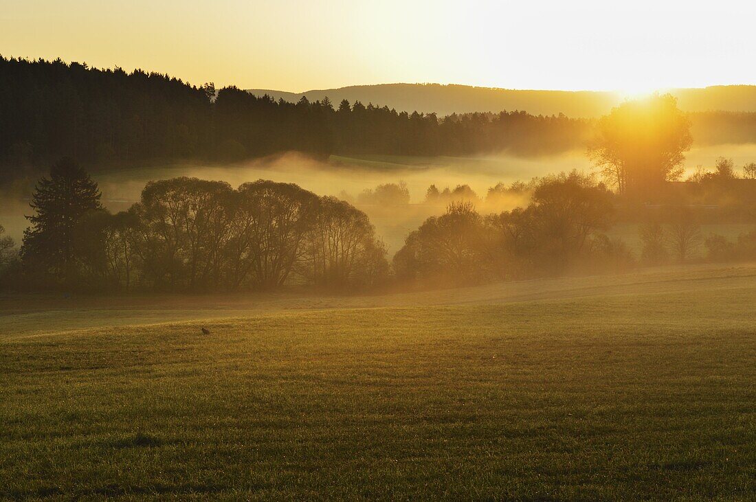Morning for in the Neckartal (Neckar valley), near Villingen-Schwenningen, Black Forest, Schwarzwald-Baar, Baden-Wurttemberg, Germany, Europe