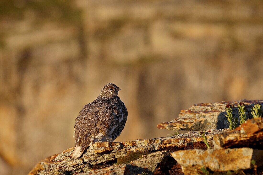 White-tailed ptarmigan (Lagopus leucurus) in summer plumage, San Juan National Forest, Colorado, United States of America, North America