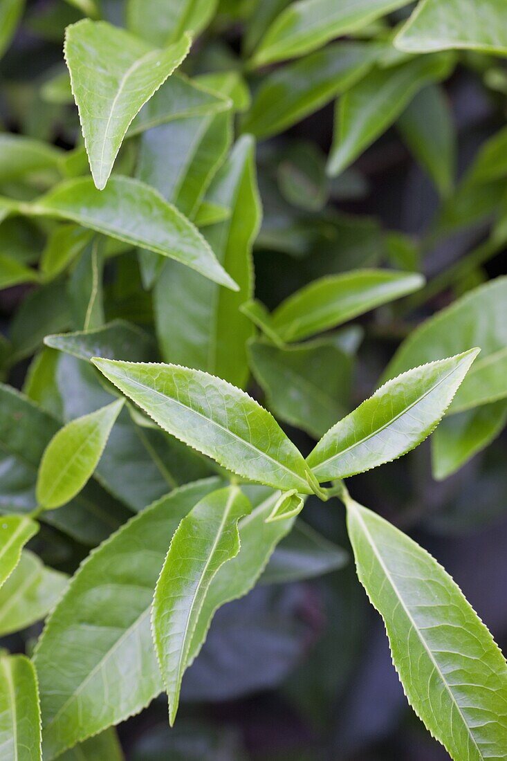 Tea leaves growing in a tea plantation in the mountains of Munnar, Kerala, India, Asia