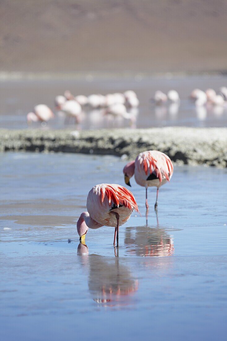 Flamingoes at Laguna Adeyonda on Altiplano, Potosi Department, Bolivia, South America