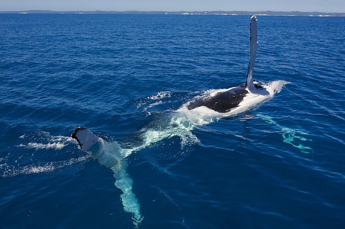 Humpback whale (Megaptera novaeangliae) in Harvey Bay, Queensland, Australia, Pacific