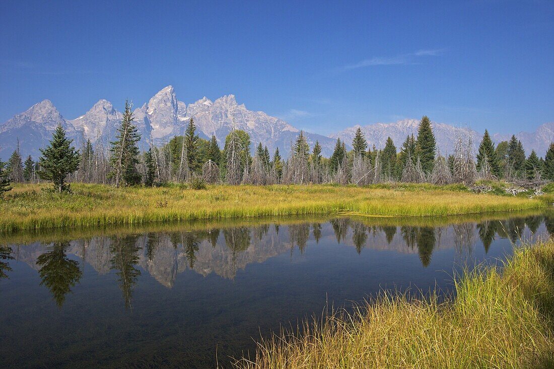 Snake River at the Schwabacher Landing, Grand Teton National Park, Wyoming, United States of America, North America