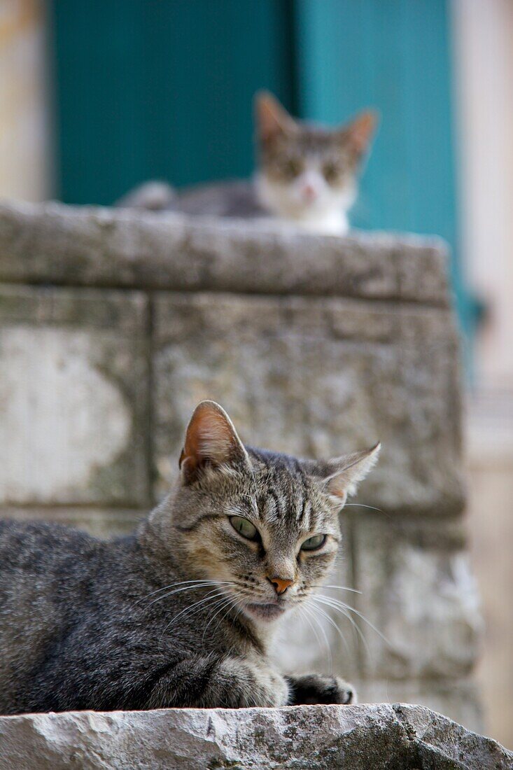 Cats in the Old Town, Kotor, Montenegro, Europe