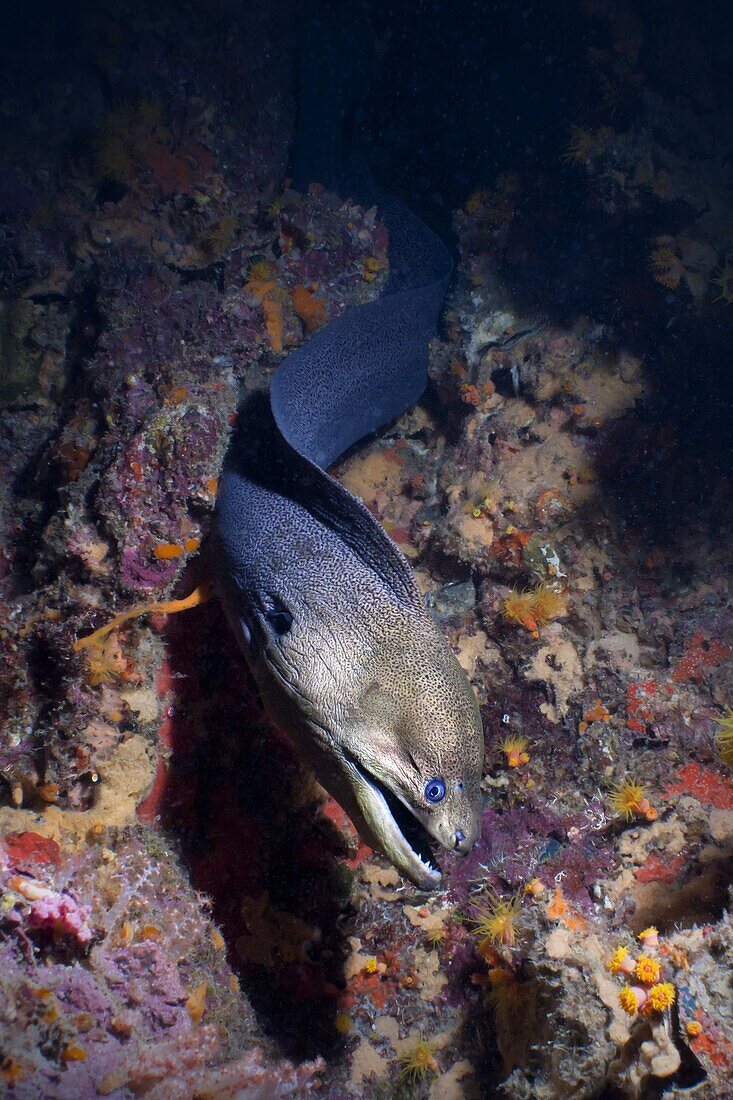 Giant Moray eel (Gymnothorax javanicus), Southern Thailand, Andaman Sea, Indian Ocean, Asia