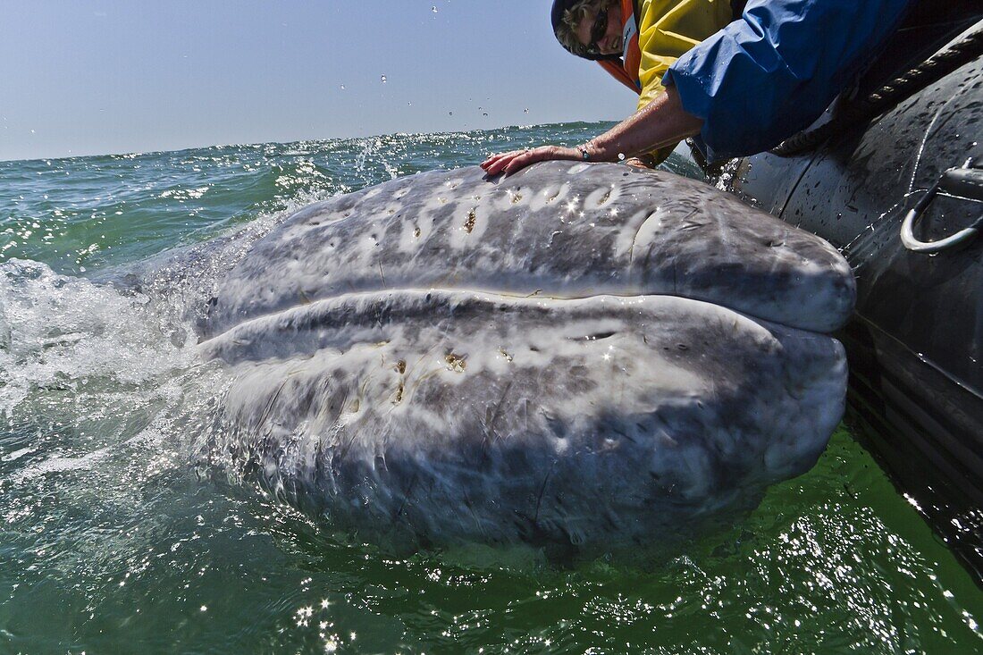 California gray whale (Eschrichtius robustus) and excited whale watchers, San Ignacio Lagoon, Baja California Sur, Mexico, North America