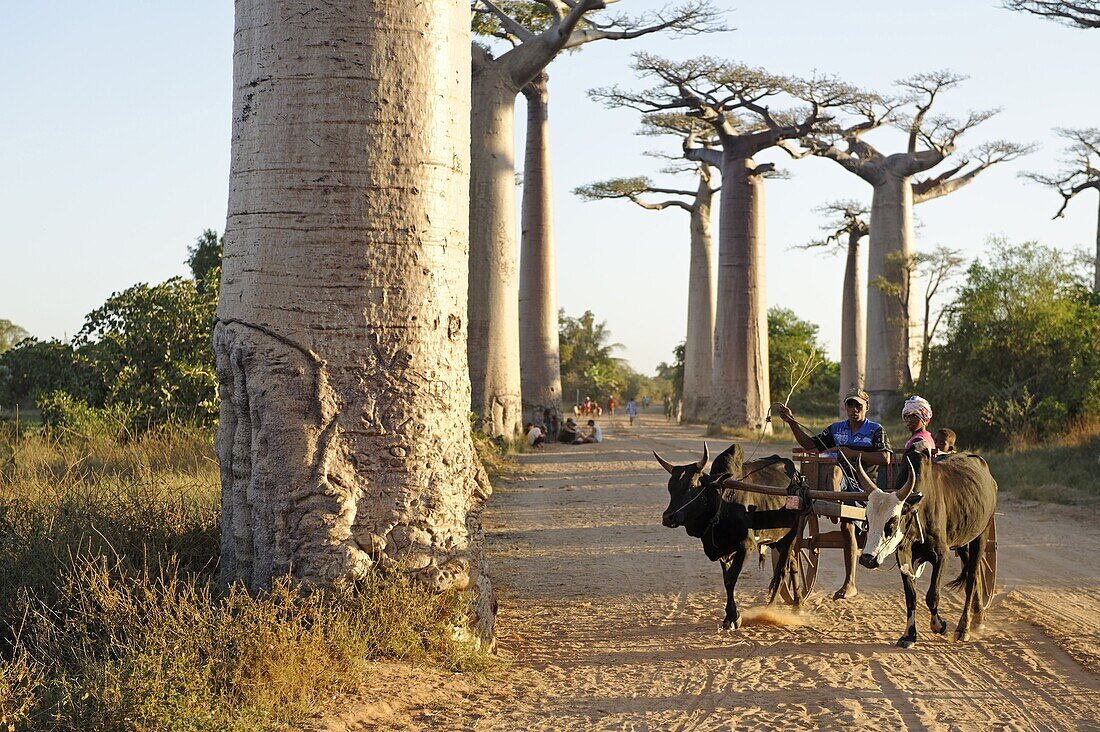 The Alley of the Baobabs (Avenue de Baobabs), a prominent group of baobab trees lining the dirt road between Morondava and Belon'i Tsiribihina, Madagascar, Africa