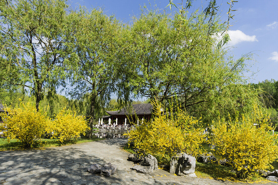 Spring Blossom in the GARDEN OF THE WORLD, recreational park, Mazahn,  Berlin