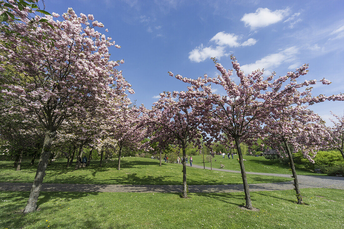 Cherry Blossom in the  GARDEN OF THE WORLD,  recreational park, Marzahn,  Berlin
