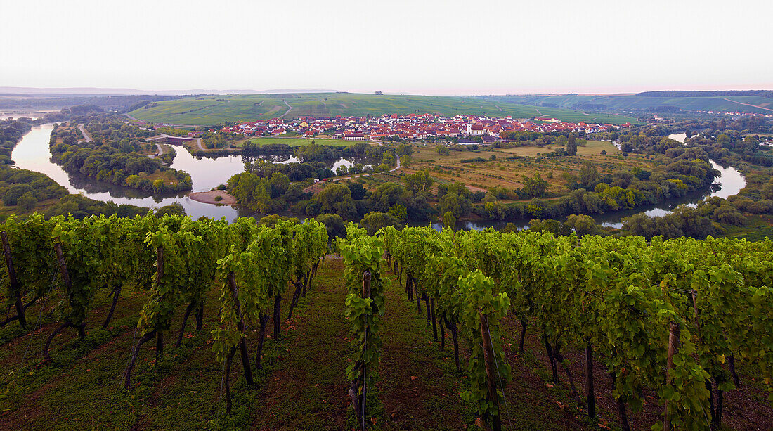 View over vineyards at  the  Volkacher Mainschleife and Nordheim, Unterfranken, Bavaria, Germany, Europe