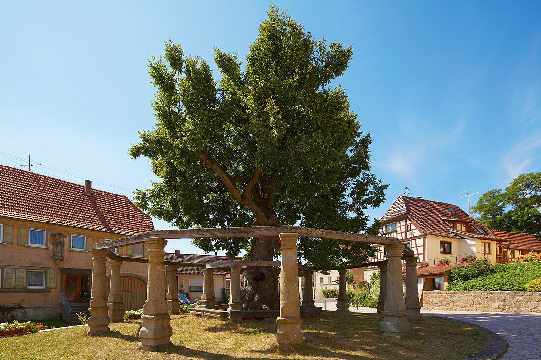 Socalled 1000 years  old lime- tree, Birnfeld, Markt Stadtlauringen, Unterfranken, Bavaria, Germany, Europe
