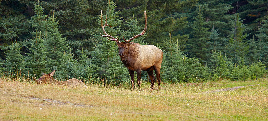 Elk in Jasper National Park, Rocky Mountains, Alberta, Canada