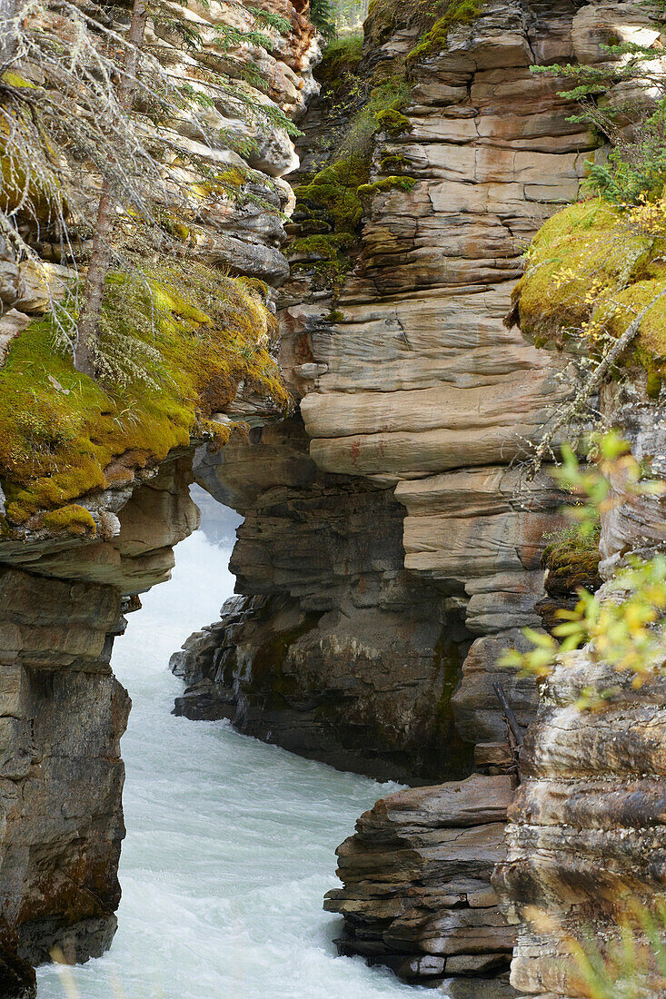 Gorge at the Athabasca Falls, Athabasca River, Jasper National Park, Rocky Mountains, Alberta, Canada