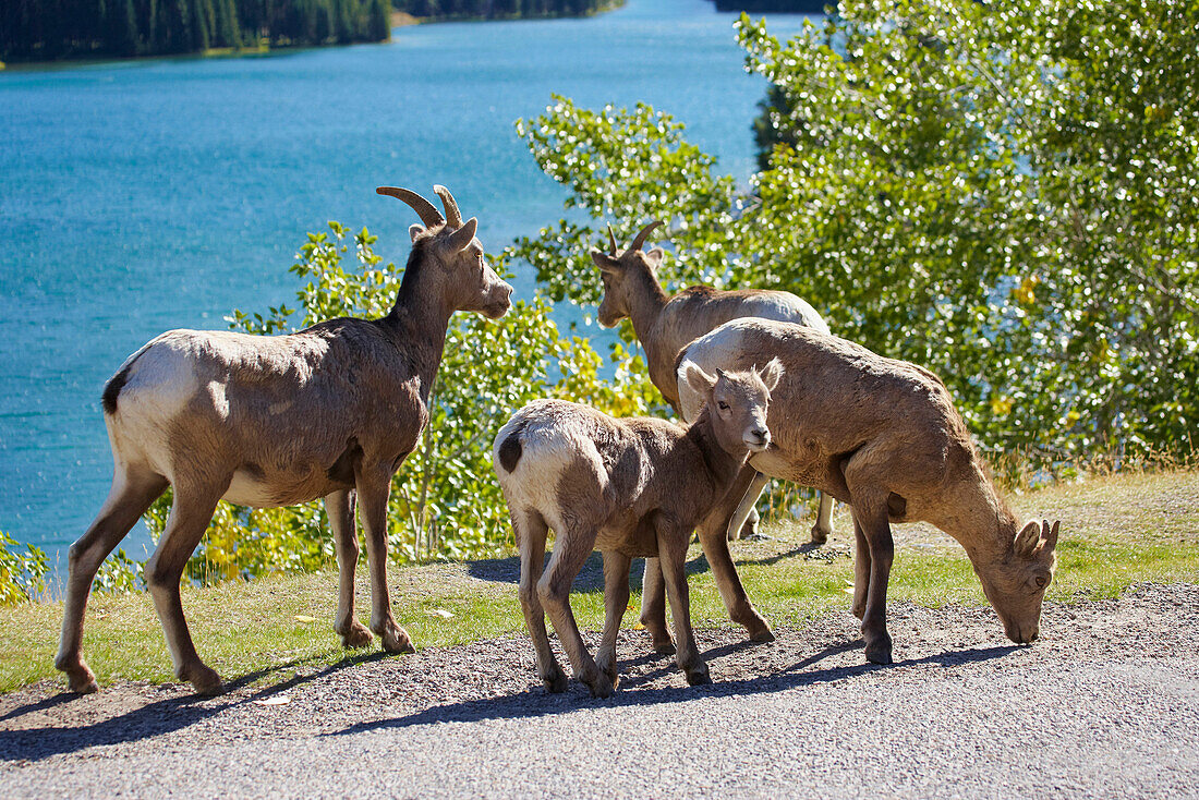 Bergziegen am Two Jack Lake, Banff National Park, Rocky Mountains, Alberta, Kanada