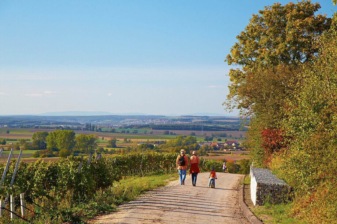 Blick vom Falkenberg, Weinlage Falkenberg in Falkenstein, Gemeinde Donnersdorf, Unterfranken, Bayern, Deutschland, Europa