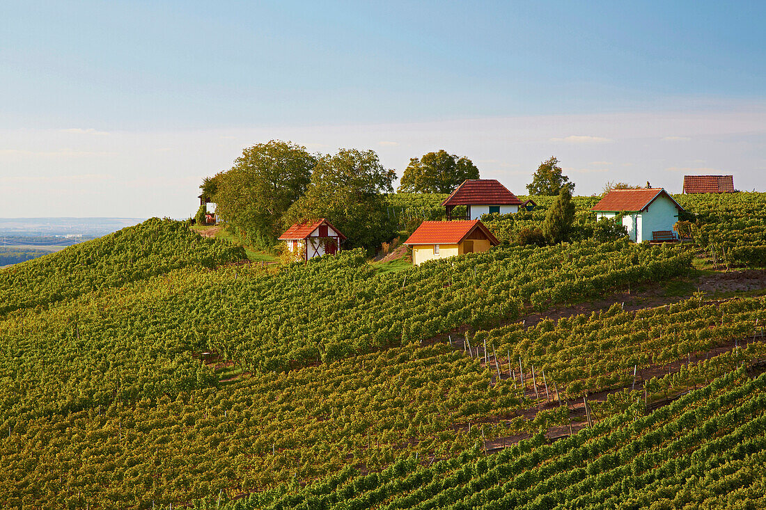 Vineyard, Falkenberg, Falkenstein, Community of Donnersdorf, Unterfranken, Bavaria, Germany, Europe