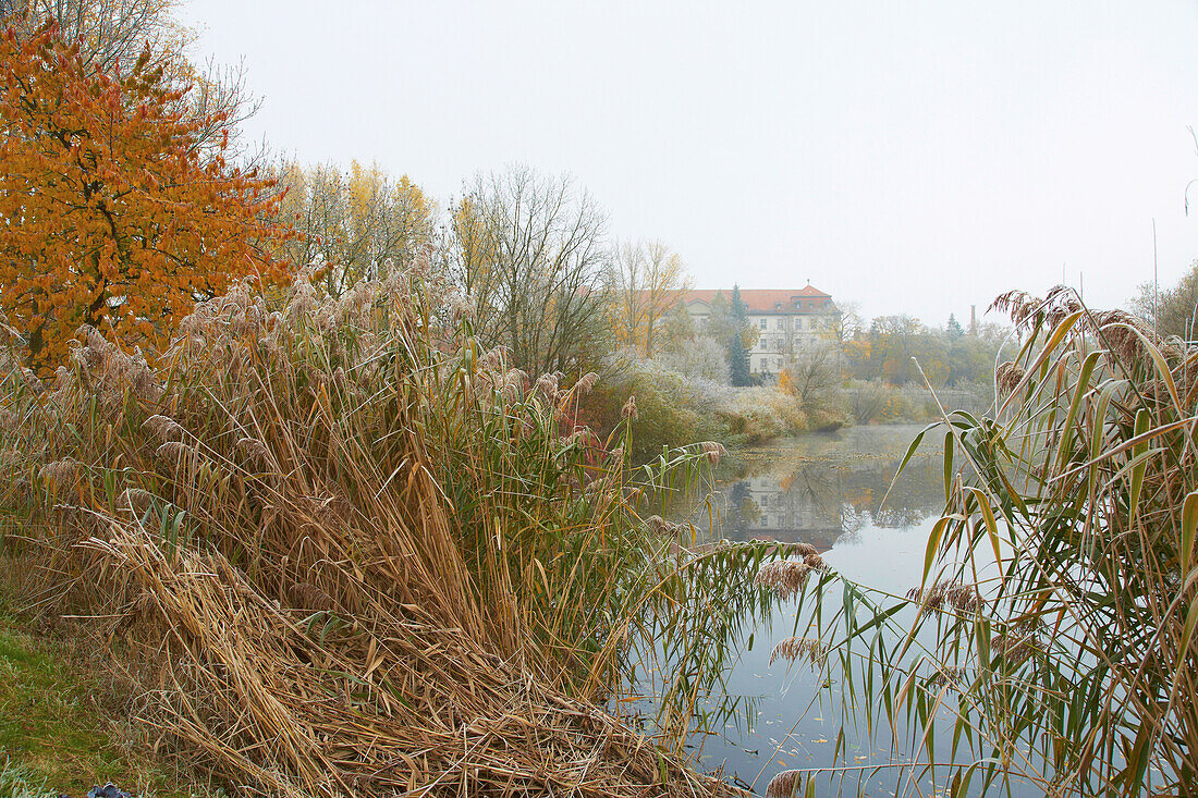 View across pond and reeds at Kloster Heidenfeld, Community of Röthlein, Unterfranken, Bavaria, Germany, Europe