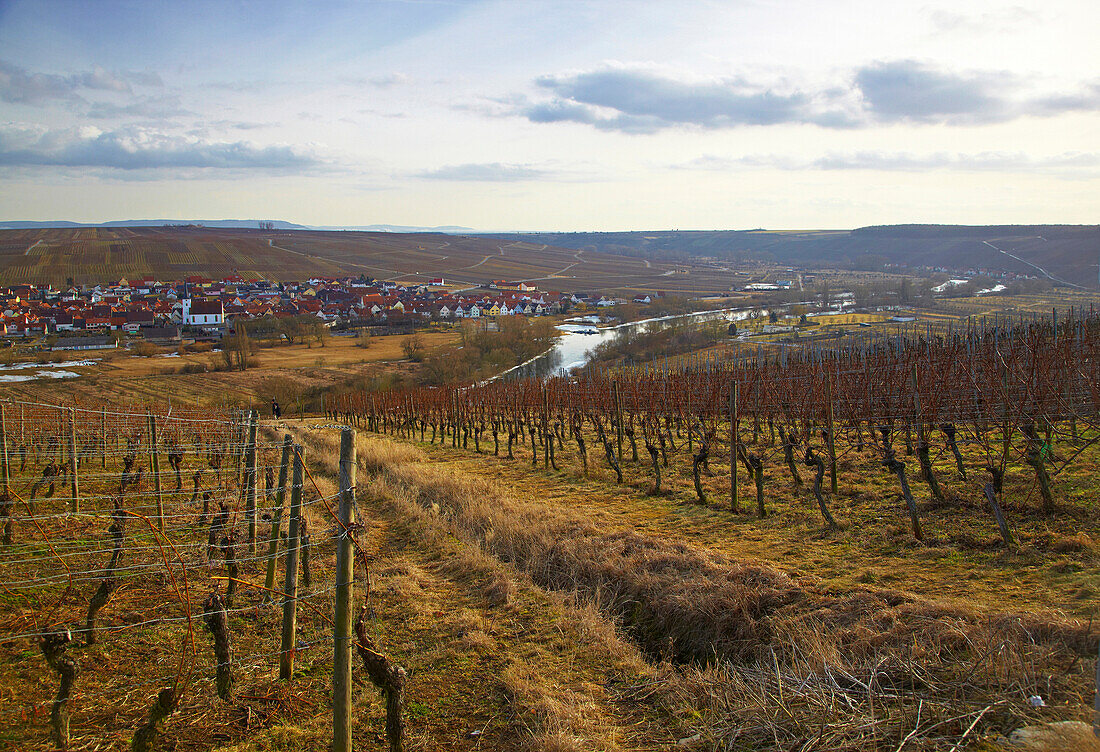 'Blick über den stellenweise zugefrorenen Main auf Weinberge mit Nordheim, Mainschleife ; Winter, Unterfranken, Bayern, Deutschland, Europa '