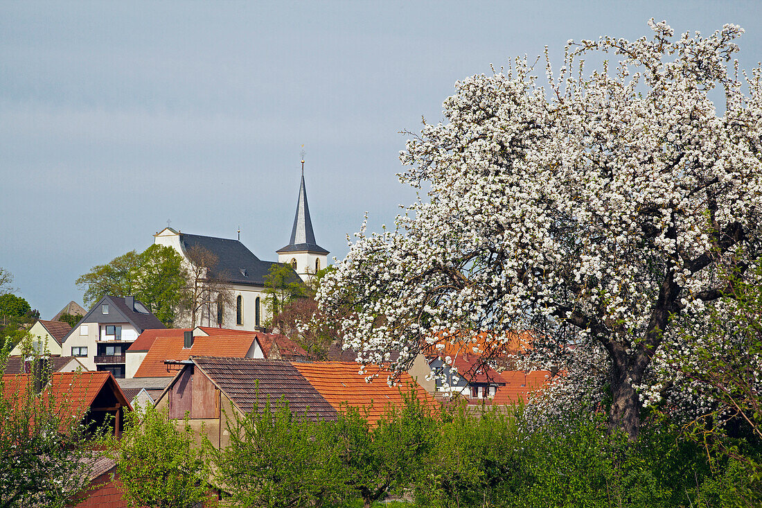 Wipfeld with church and blooming apple-tree, Spring, Unterfranken, Bavaria, Germany, Europe