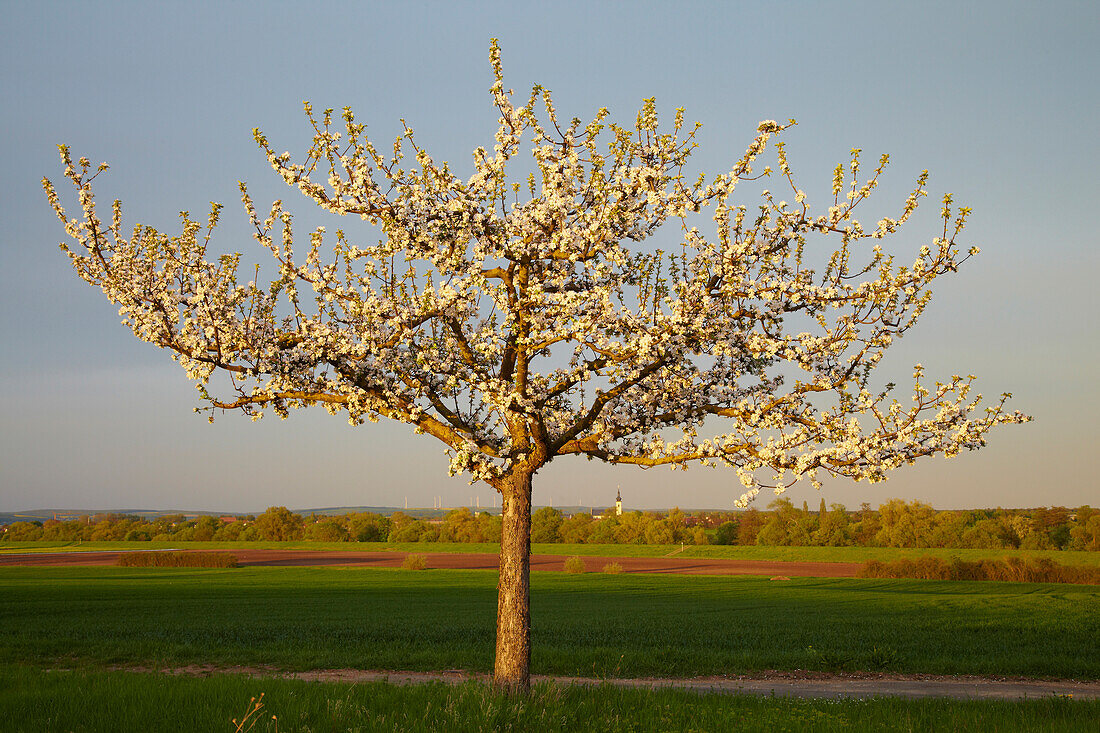 Blühender Apfelbaum mit Kirchturm von Grafenrheinfeld, Frühling, Unterfranken, Bayern, Deutschland, Europa