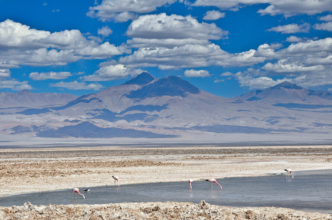 'Salzsee Salar de Atacama mit Laguna Chaxa und Andenflamingos, Phoenicoparrus andinus,  Vulkan Licancabur, San Pedro de Atacama, Atacama Wüste, Altiplano, Reserva Nacional Los Flamencos, Region de Antofagasta, Anden, Chile, Südamerika, Amerika;'