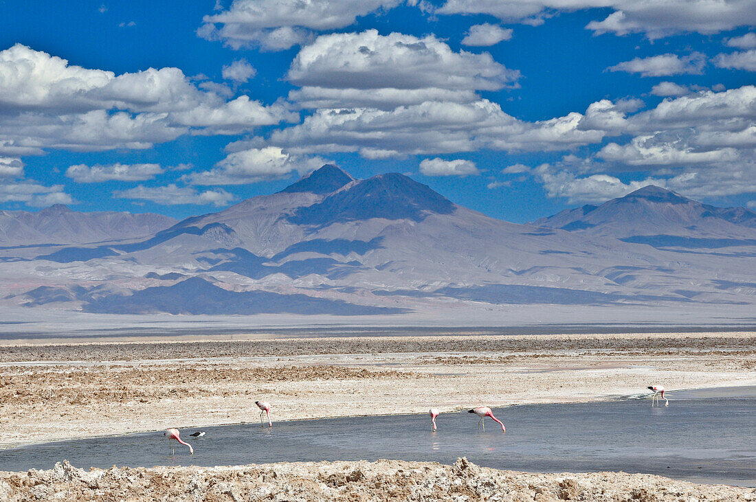 Salt lake Salar de Atacama with Laguna Chaxa und Andean Flamingos, Phoenicoparrus andinus, volcano Licancabur, San Pedro de Atacama, Atacama Wüste, Altiplano, Valle de la Luna, Valley of the moon, Atacama desert, National Reserve, Reserva Nacional Los Fla