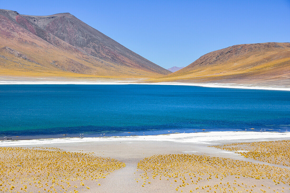 Salt lakes Laguna Miscanti and Miniques, also Laguna Altiplanicas, with volcano Cerro Miscanti and flamingos at the shore, San Pedro de Atacama, Atacama Wüste, Altiplano, Valle de la Luna, Valley of the moon, Atacama desert, National Reserve, Reserva Naci