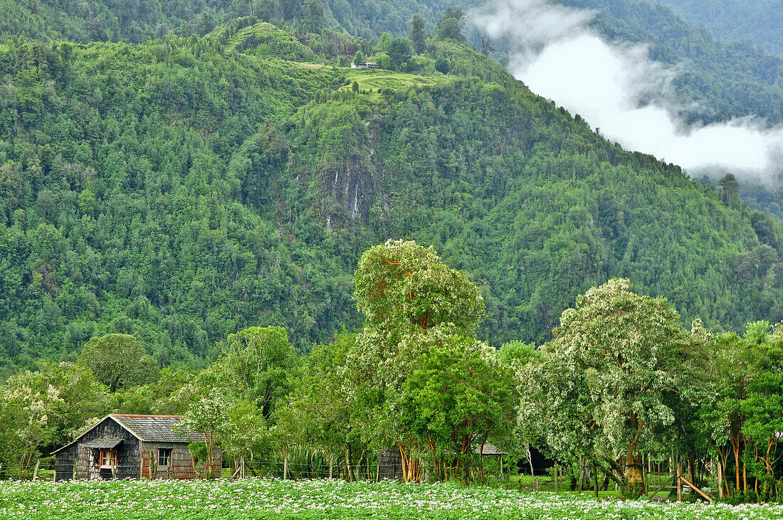 'Blockhaus und Nebel im Tal Valle Cochamo, Región de los Lagos, Patagonien, Anden, Chile, Südamerika;'