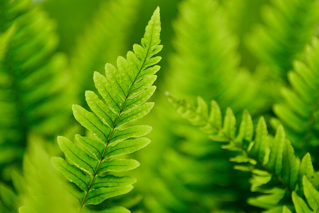 common polypody (Polypodium vulgare), a typical fern plant at Bode Valley (Bodetal), near Thale, Harz Foreland, Harz Mountains, Saxony-Anhalt, Germany