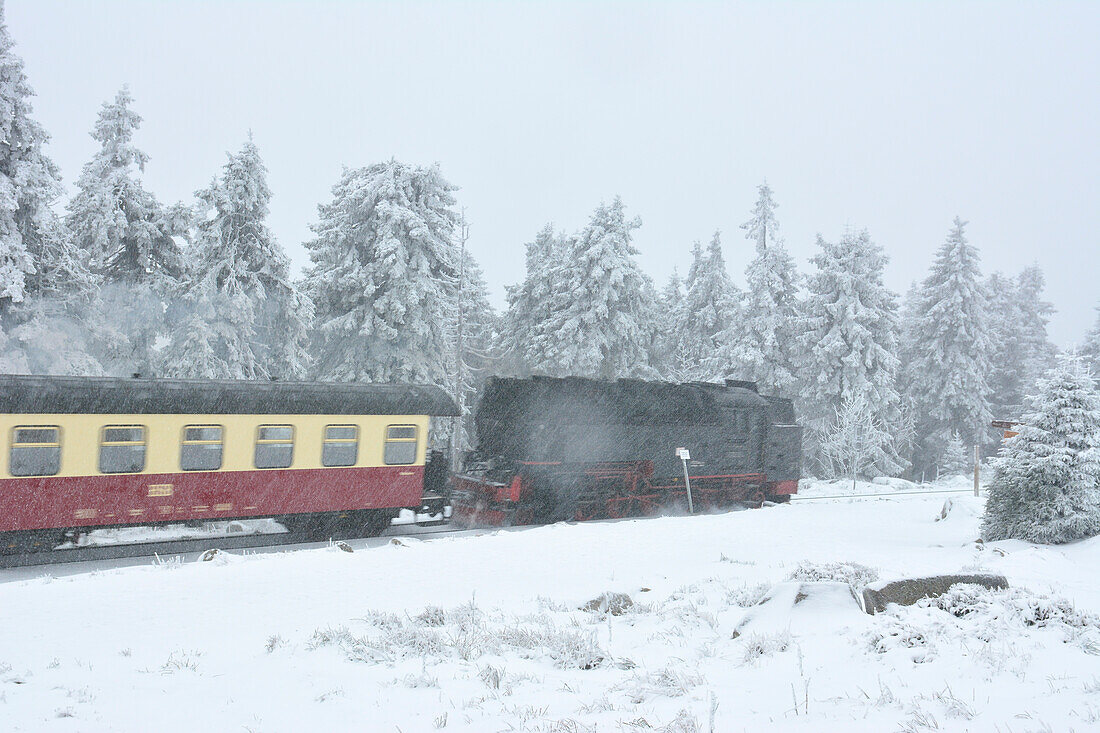 Historical steam train Brockenbahn riding through snowy wood to Brocken in winter, Harzer Schmalspurbahnen (narrow railwy), Schierke, National Park Harz, Harz Mountains, Saxony-Anhalt, Germany