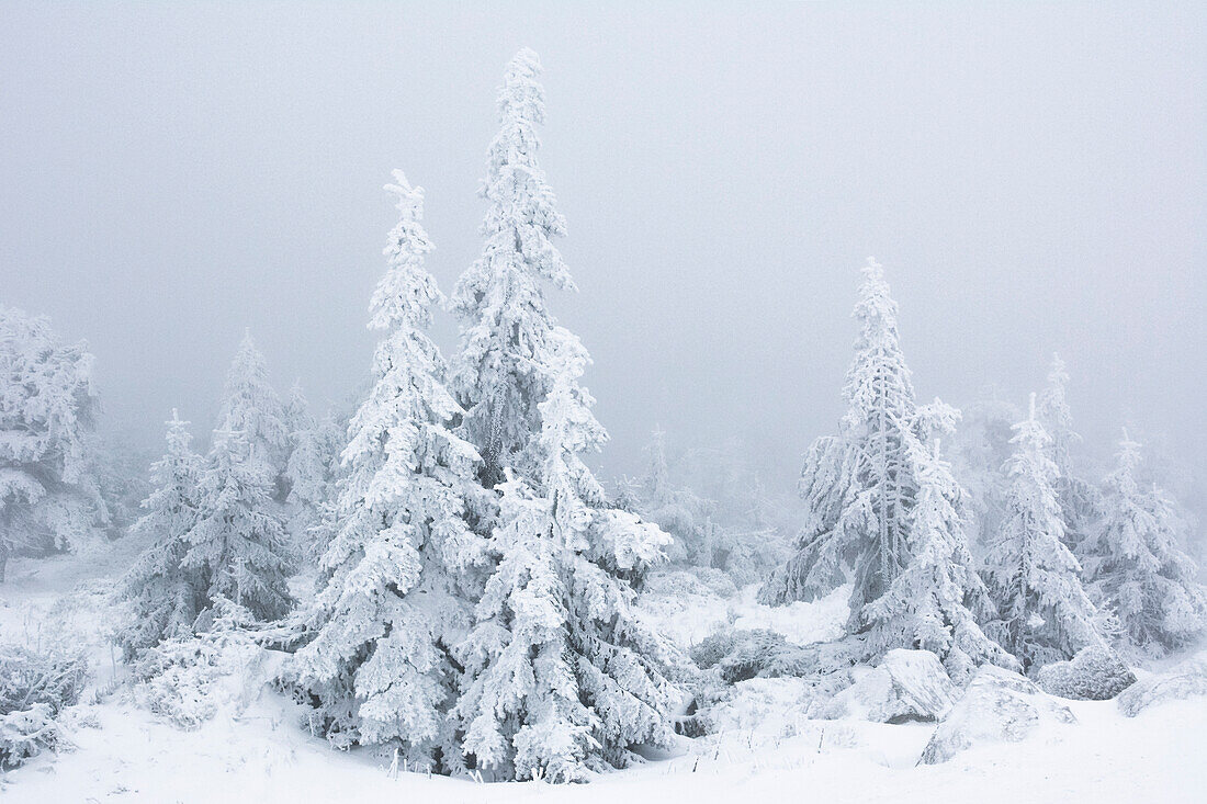 Brocken mountain with snowy firs, wood and blockfields in winter, Schierke, National Park Harz, Harz Mountains, Saxony-Anhalt, Germany