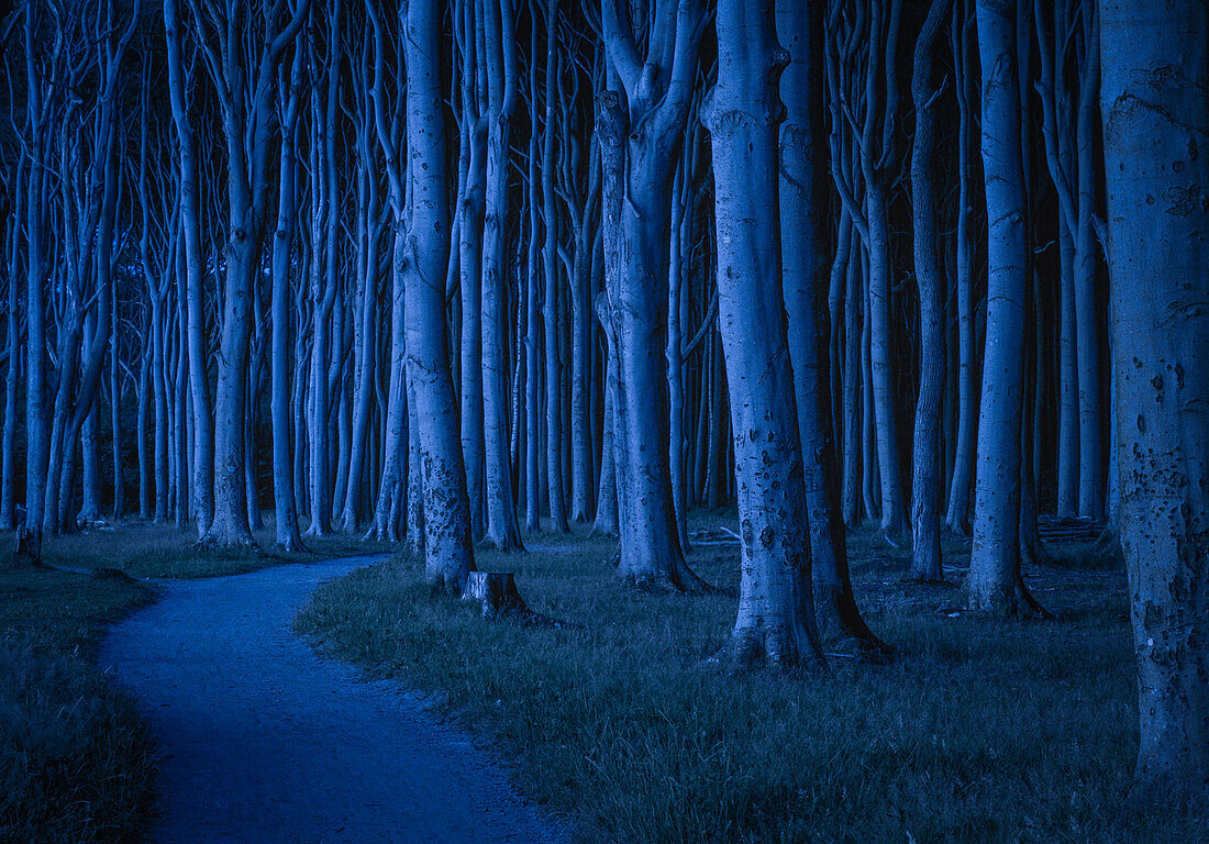 Gespensterwald, ein Buchenwald direkt an der Küste der Ostsee, in der Nacht, Nienhäger Holz, Nienhagen, Landkreis Rostock, Mecklenburg Vorpommern, Deutschland