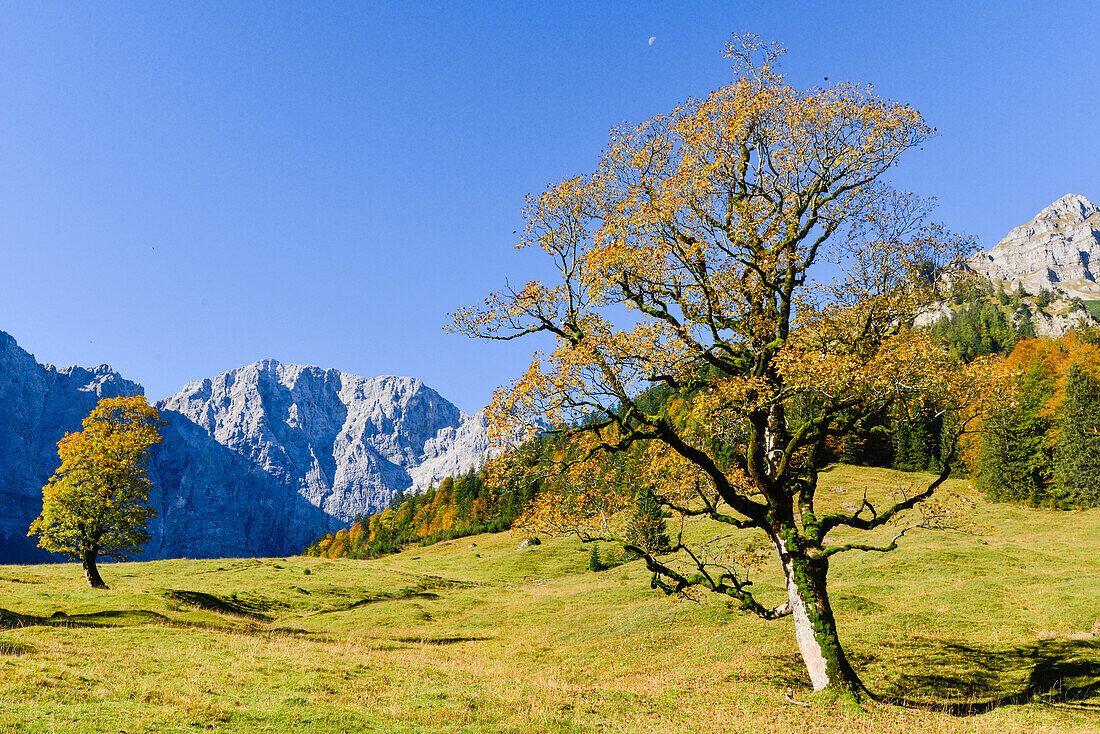 autumnal colored maple and larch trees at Engalm with view to Laliderer Wände, Großer Ahornboden, Hinterriß, Engtal valley, Northern limestone alps, Karwendel Mountains, Tyrol, Austria, European Alps, Europe