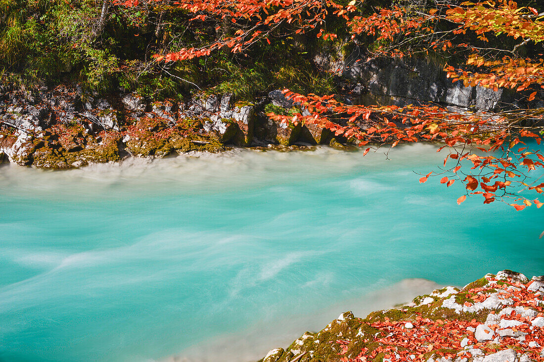 autumn colors at turquois river Rißbach valley with red leafs of maple tree , Großer Ahornboden, Hinterriß, Engtal valley, Northern limestone alps, Karwendel Mountains, Tyrol, Austria, European Alps, Europe