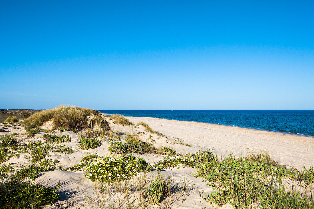 Beach and dunes, Ilha de Tavira, Algarve, Portugal