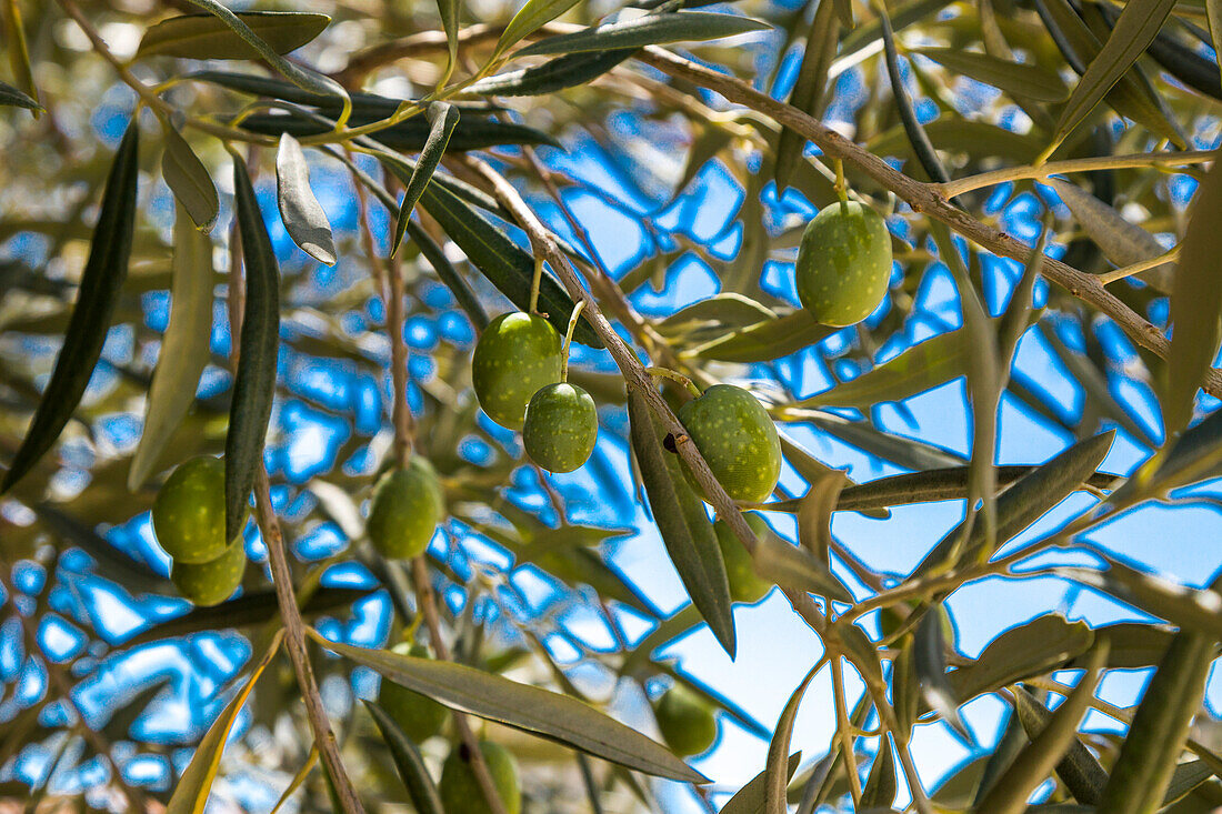 Grüne Oliven am Baum, Algarve, Portugal
