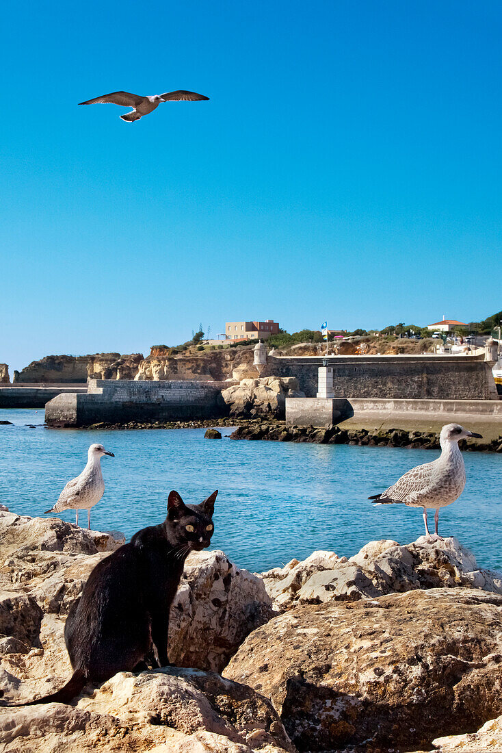 Katze und Möwen vor Festung Forte da Bandeira, Lagos, Algarve, Portugal