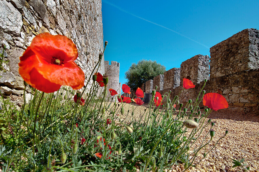 Mohnblumen, Burg, Santiago do Cacem, Costa Vicentina, Alentejo, Portugal