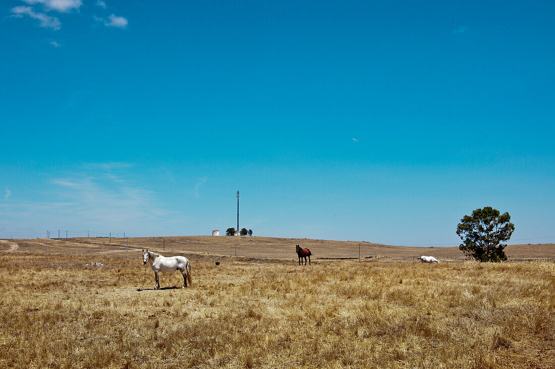 Pferde auf einer Weide bei Castro Verde, Alentejo, Portugal