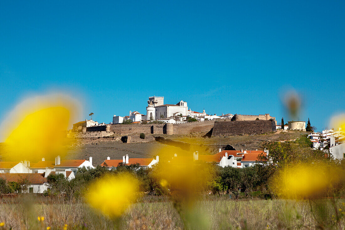 Blumenwise vor Estremoz, Alentejo, Portugal