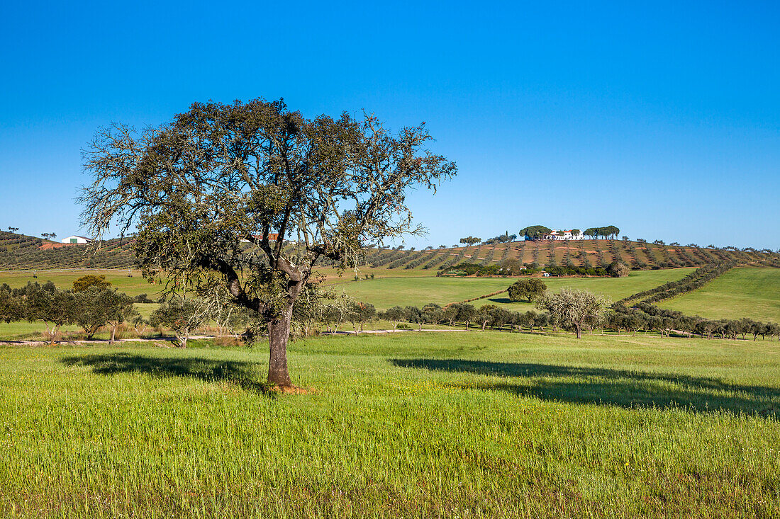 Korkeichen und Finca bei Beja, Alentejo, Portugal