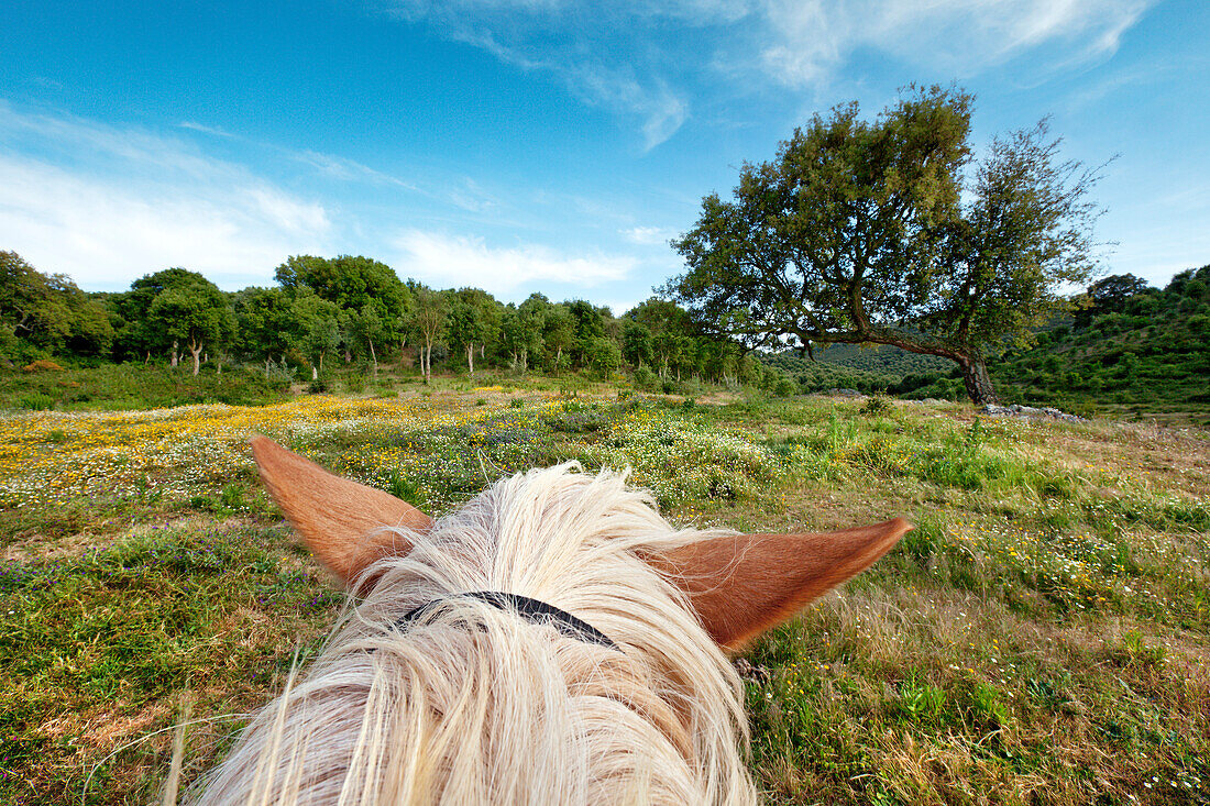 Blick vom Pferd, Reiterferien, Feriengut Herdade da Matinha, Cercal, Alentejo, Portugal