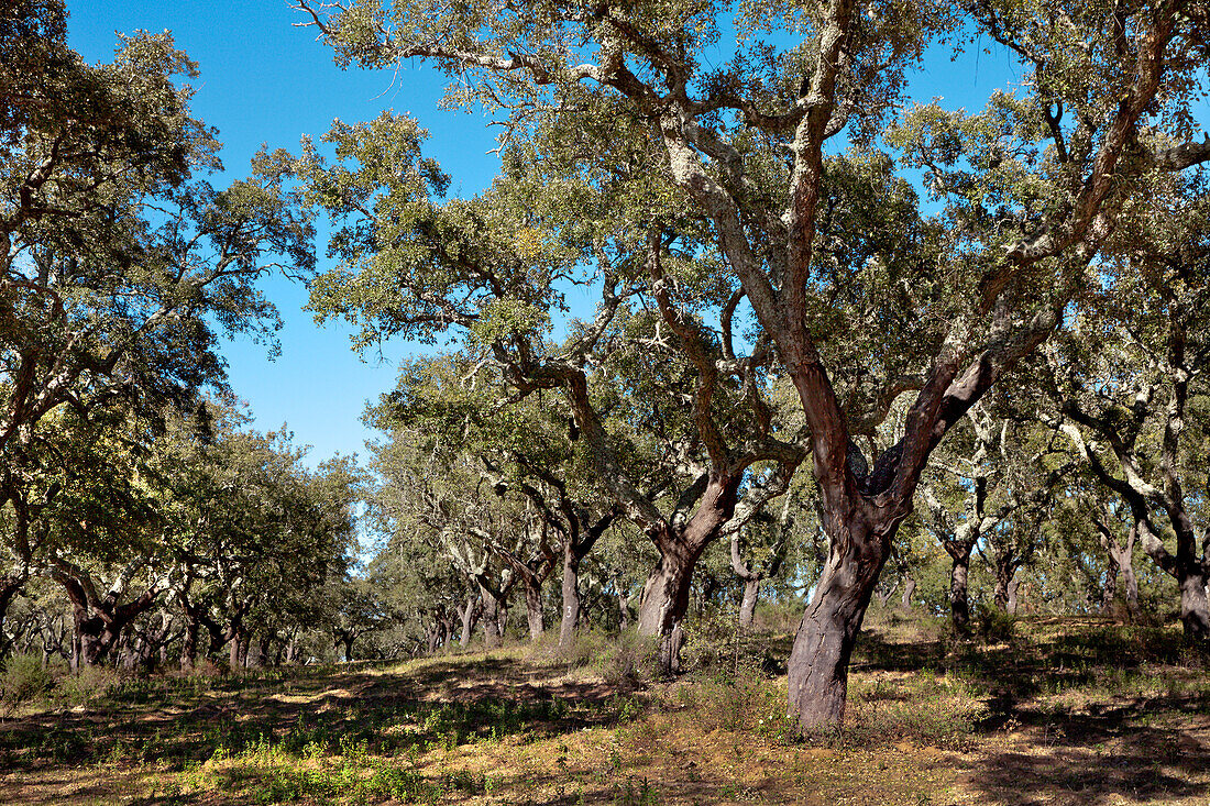 Cork oaks near Evora, Alentejo, Portugal