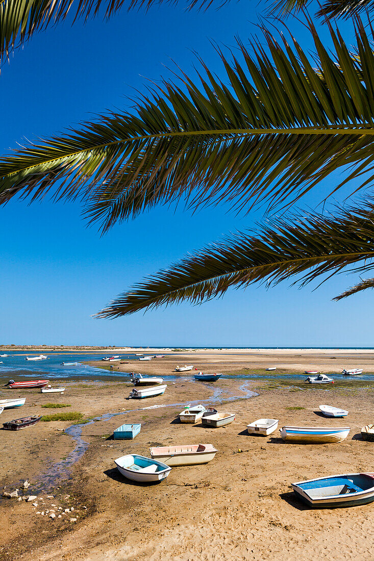 Palm tree and boats, Fabrica near Cacela Velha, Algarve, Portugal