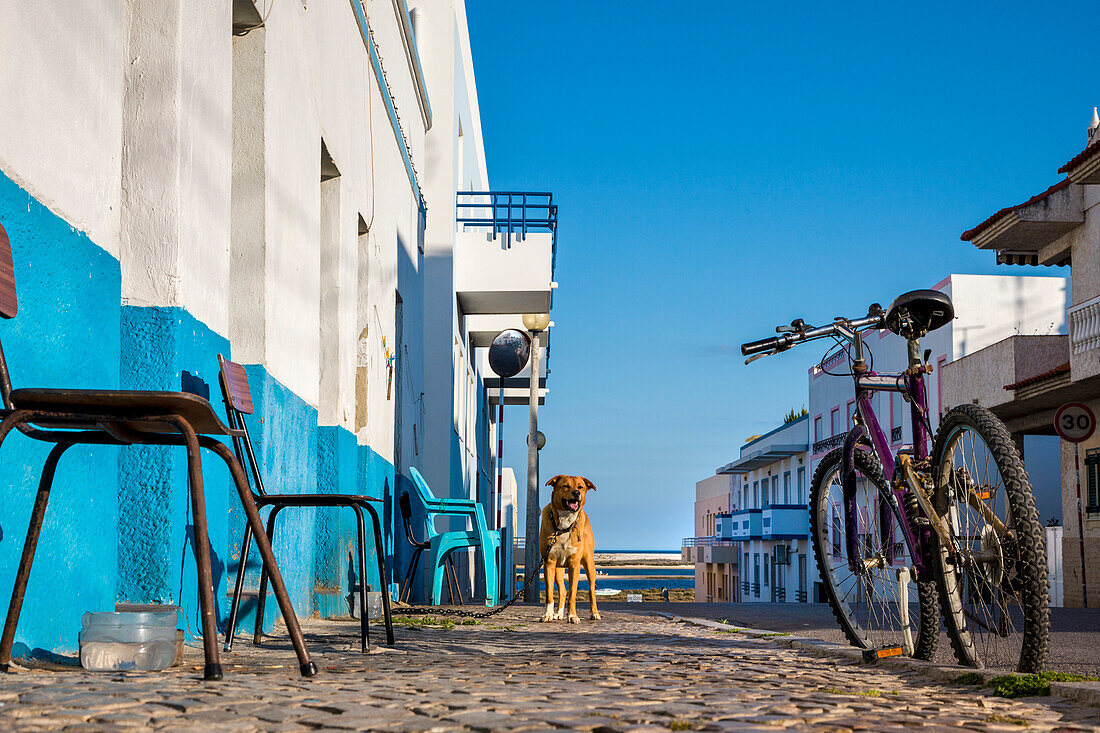 Hund vor einem Haus, Fischerort Fuzeta, Olhao, Algarve, Portugal