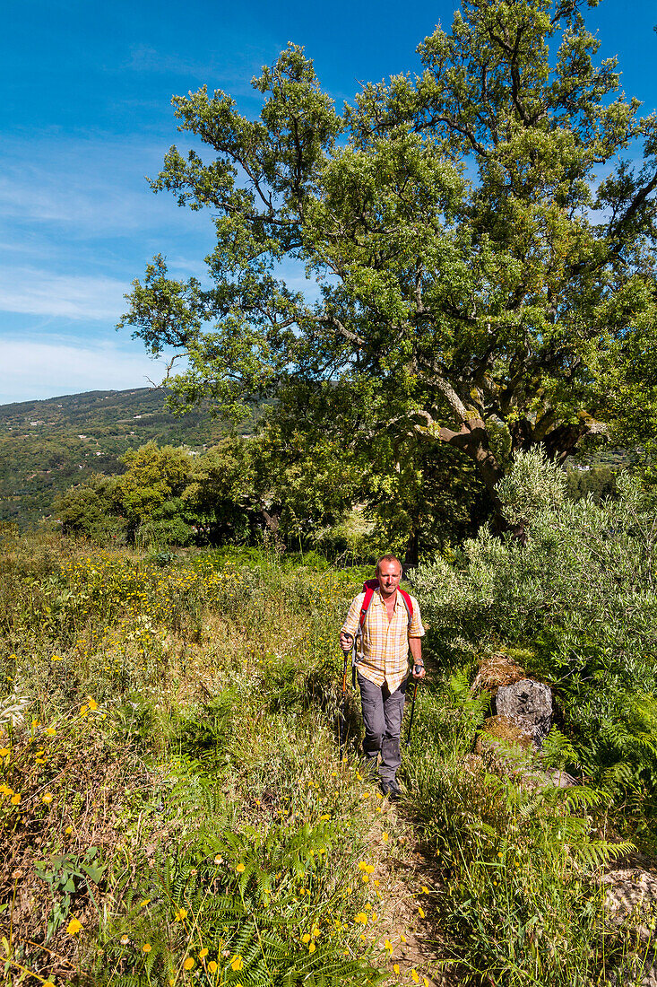 Wanderer, Serra de Monchique, Algarve, Portugal